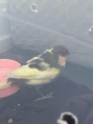 Found/Stray Unknown Bird last seen Near queenston rd, Hamilton, ON 