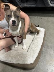 Found/Stray Unknown Dog last seen Near and 429, Kaufman County, TX 75161