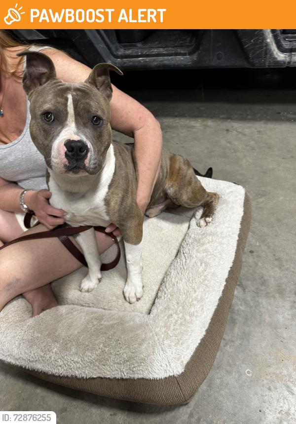 Found/Stray Unknown Dog last seen Near and 429, Kaufman County, TX 75161