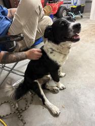 Found/Stray Male Dog last seen Oak street by the railroad tracks , Jennings, FL 32053