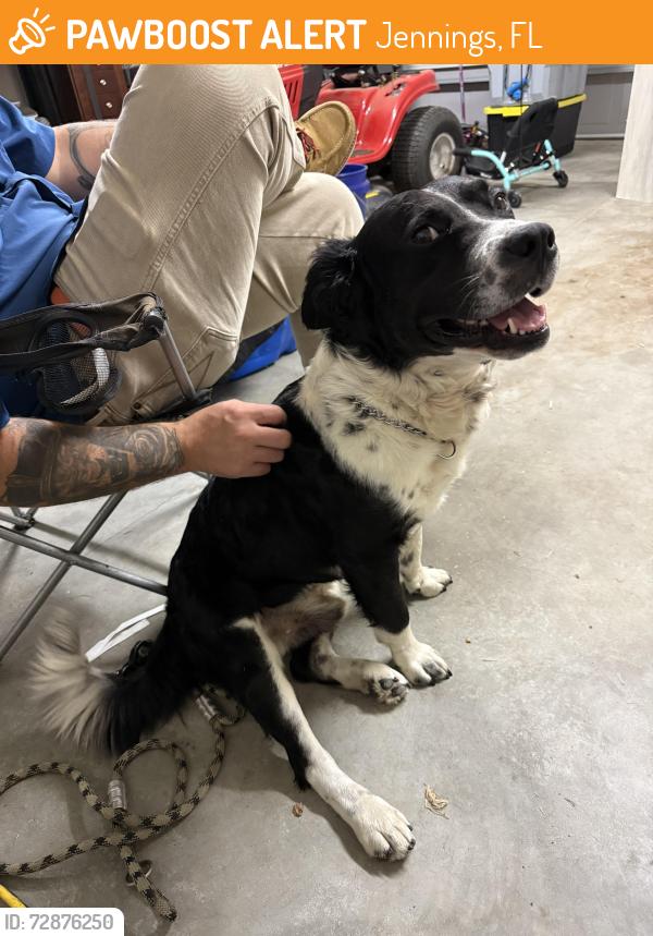 Found/Stray Male Dog last seen Oak street by the railroad tracks , Jennings, FL 32053