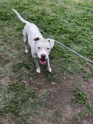 Lost Female Dog last seen Windsor Park neighborhood, Corpus Christi, TX 78412