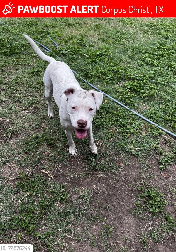 Lost Female Dog last seen Windsor Park neighborhood, Corpus Christi, TX 78412