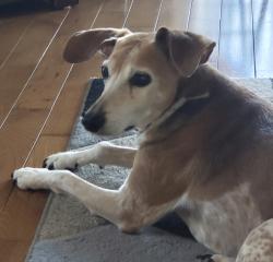 Lost Male Dog last seen Shalimar rd Pickens , Pickens County, SC 29671