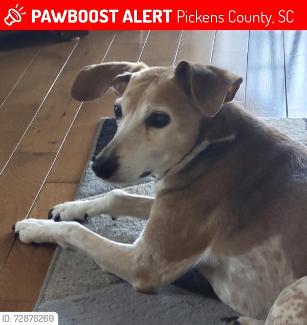 Lost Male Dog last seen Shalimar rd Pickens , Pickens County, SC 29671