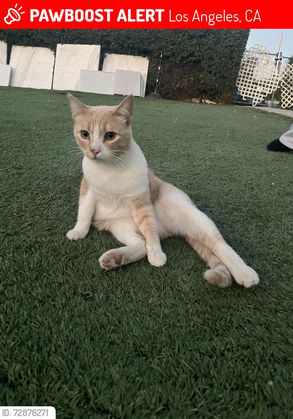 Lost Male Cat last seen Lindley and Napa St ,  towards chimineas near the car shops., Los Angeles, CA 91325