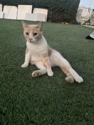Lost Male Cat last seen Lindley and Napa St ,  towards chimineas near the car shops., Los Angeles, CA 91325