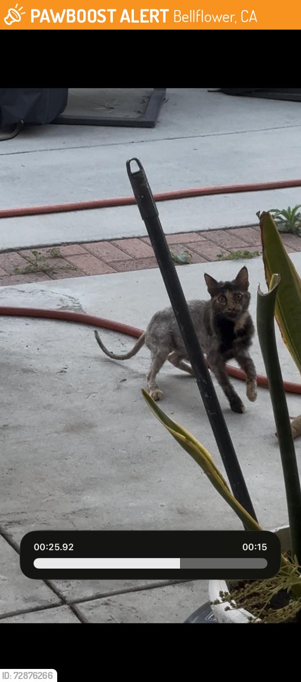 Found/Stray Unknown Cat last seen Bellflower and Rosecranz, Bellflower, CA 90706