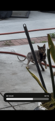 Found/Stray Unknown Cat last seen Bellflower and Rosecranz, Bellflower, CA 90706