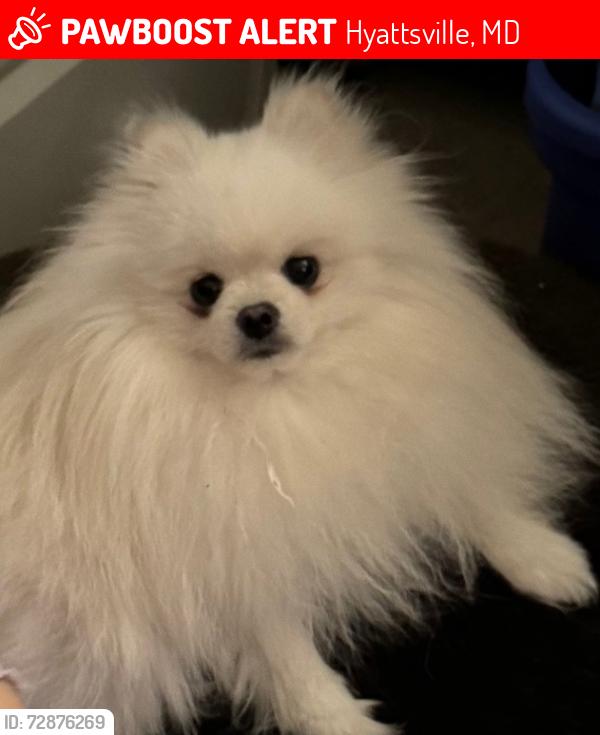Lost Male Dog last seen Riggs Rd & Saranac St, Hyattsville, MD 20783
