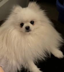 Lost Male Dog last seen Riggs Rd & Saranac St, Hyattsville, MD 20783