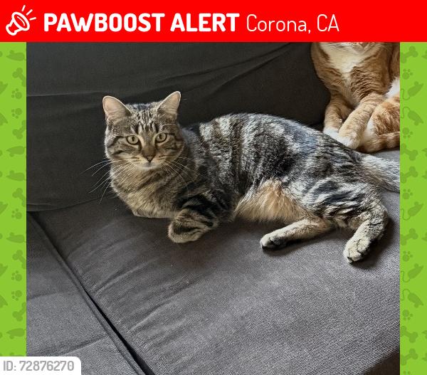 Lost Male Cat last seen Foothill and rimpau , Corona, CA 92881