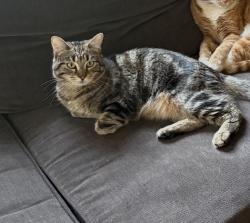 Lost Male Cat last seen Foothill and rimpau , Corona, CA 92881