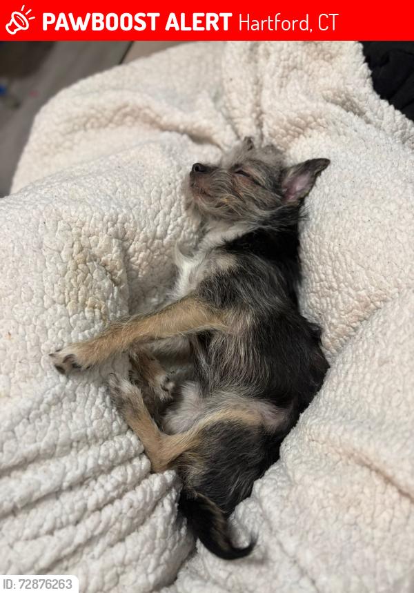 Lost Female Dog last seen Cerca de la escuela Broklyn en HARTFORD, Hartford, CT 06114