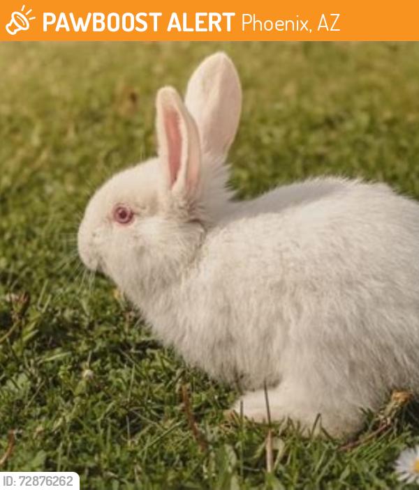 Found/Stray Unknown Rabbit last seen 28th St and Thunderbird Rds, Phoenix, AZ 85032