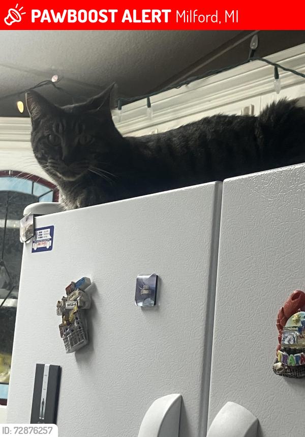 Lost Male Cat last seen Birdsong and Panorama, Milford, MI 48381