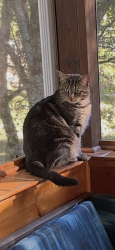 Lost Female Cat last seen Lakeridge Neighborhood, Knoxville, TN 37922