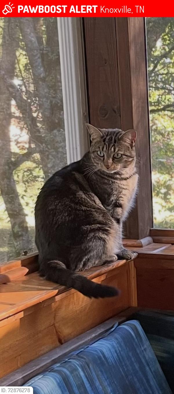 Lost Female Cat last seen Lakeridge Neighborhood, Knoxville, TN 37922