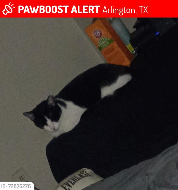Lost Female Cat last seen New York and Mayfield , Arlington, TX 76014