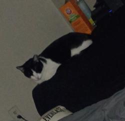 Lost Female Cat last seen New York and Mayfield , Arlington, TX 76014