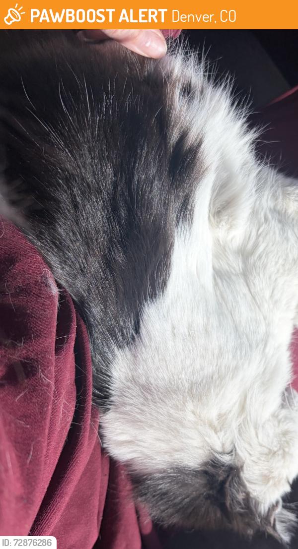 Found/Stray Female Cat last seen central park and montview, Denver, CO 80220