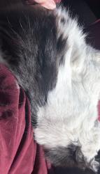 Found/Stray Female Cat last seen central park and montview, Denver, CO 80220