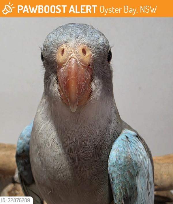 Found/Stray Unknown Bird last seen Oyster Bay, Oyster Bay, NSW 2225