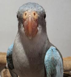 Found/Stray Unknown Bird last seen Oyster Bay, Oyster Bay, NSW 2225