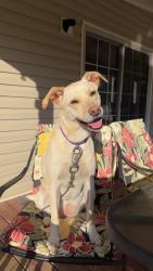 Lost Female Dog last seen Lingerfelt Road, Rainsville, AL 35986