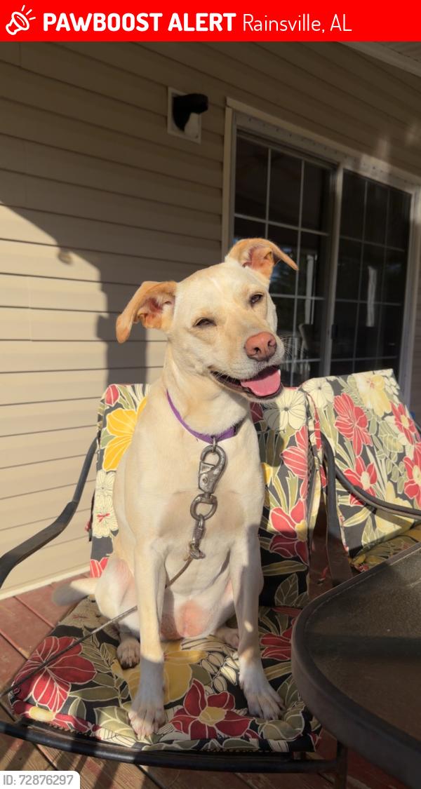 Lost Female Dog last seen Lingerfelt Road, Rainsville, AL 35986