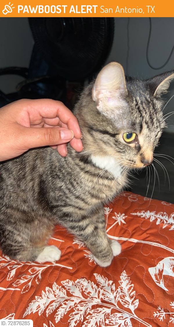 Found/Stray Unknown Cat last seen Hwy 90, San Antonio, TX 78252