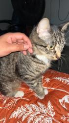Found/Stray Unknown Cat last seen Hwy 90, San Antonio, TX 78252