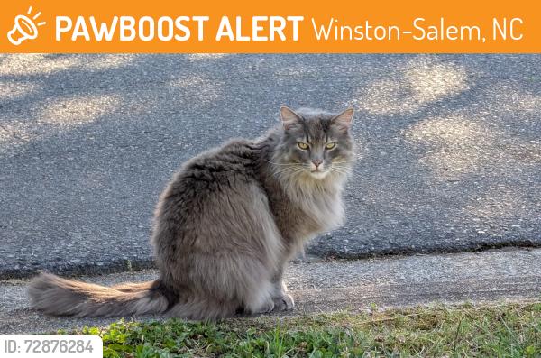 Found/Stray Unknown Cat last seen Avon Road and Reynolda road, Winston-Salem, NC 27104