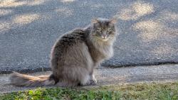 Found/Stray Unknown Cat last seen Avon Road and Reynolda road, Winston-Salem, NC 27104