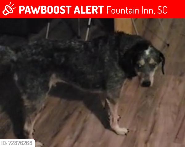 Lost Male Dog last seen Fountainn , Fountain Inn, SC 29644