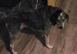 Lost Male Dog last seen Fountainn , Fountain Inn, SC 29644