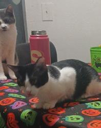 Lost Female Cat last seen New York and Mayfield , Arlington, TX 76014