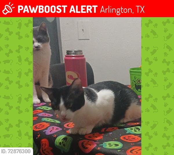 Lost Female Cat last seen New York and Mayfield , Arlington, TX 76014