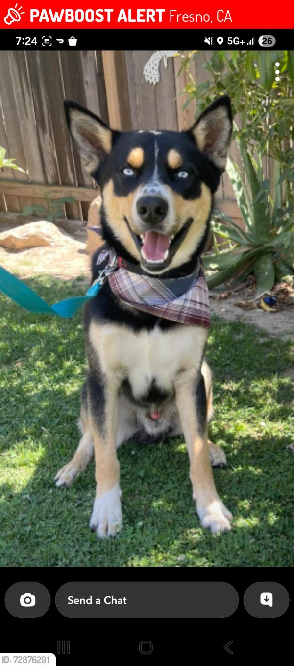 Lost Male Dog last seen Cedar and Gettysburg , Fresno, CA 93726