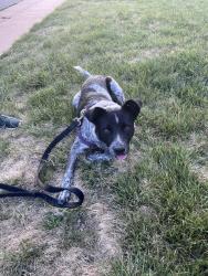 Reunited Male Dog last seen 23rd street and Marion St, Denver, CO 80205