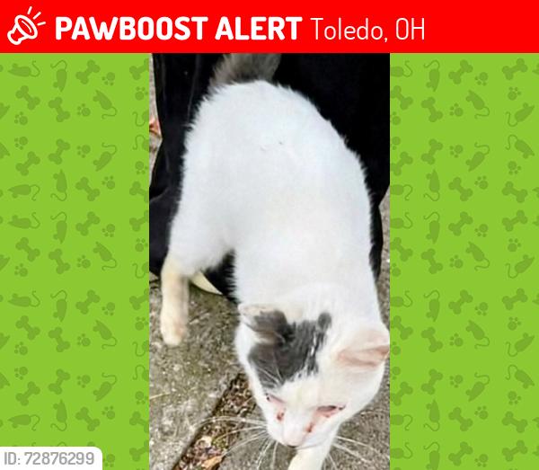Lost Male Cat last seen Langdon and Western , Toledo, OH 43609
