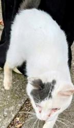 Lost Male Cat last seen Langdon and Western , Toledo, OH 43609