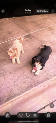 Reunited Male Dog last seen Camino verde ests, Valencia West, AZ 85735
