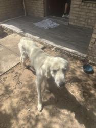Found/Stray Female Dog last seen Buissness 83 and inspiration rd, Mission, TX 78572