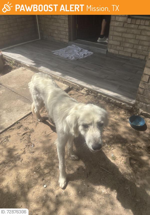 Found/Stray Female Dog last seen Buissness 83 and inspiration rd, Mission, TX 78572