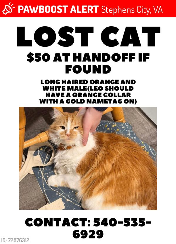 Lost Male Cat last seen west winds neighborhood, Stephens City, VA 22655