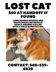 Lost Male Cat last seen west winds neighborhood, Stephens City, VA 22655
