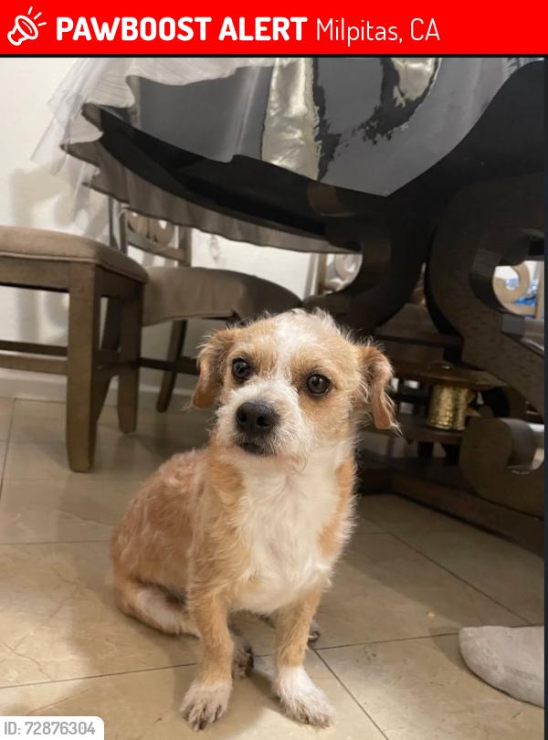 Lost Male Dog last seen Selwyn dr Milpitas, Milpitas, CA 95035