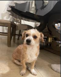 Lost Male Dog last seen Selwyn dr Milpitas , Milpitas, CA 95035