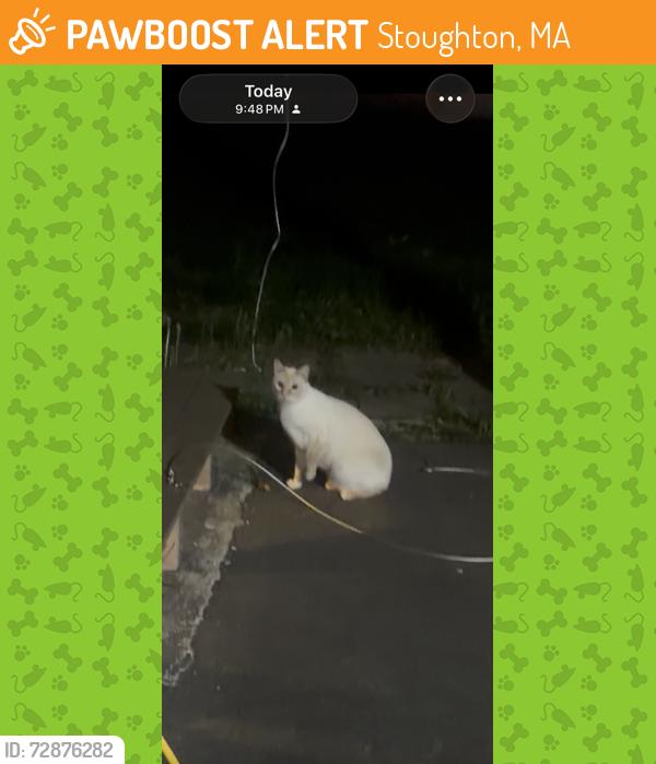 Found/Stray Unknown Cat last seen Near Carey Circle, Stoughton, MA 02072